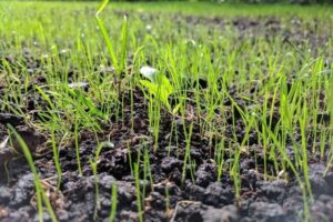 Best Fertilizers for Your Lawn – My Top 10 Recommendations