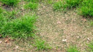 Unhealthy lawn with spots