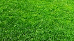 Green and healthy lawn