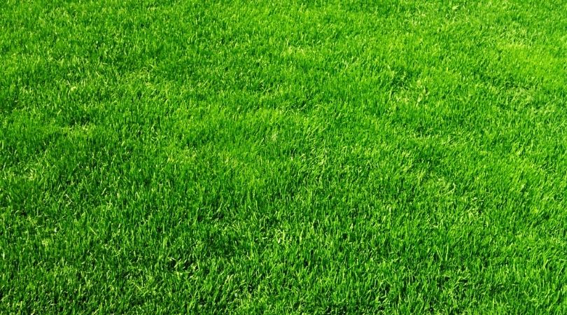 Green and healthy lawn