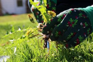 How to Get Rid of Weeds Without Killing Grass